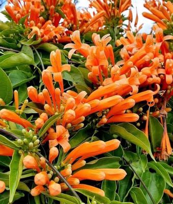 Trumpet Vine 5 Litre Pot Size
