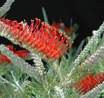 Grevillea Scarlet Moon 5 Litre Pot Size