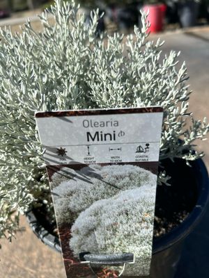 Olearia Axillaris Mini 1.4 L Pot