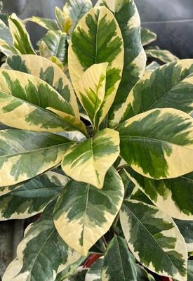 Pisonia Brunonianum Varigata 200 mm Pot Size