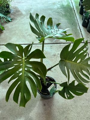 Monstera Deliciosa 180 mm Pot Size