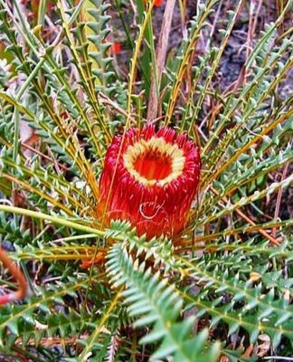 Banksia Nivea Or Honeypot Banksia