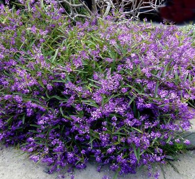 Hardenbergia Meema
