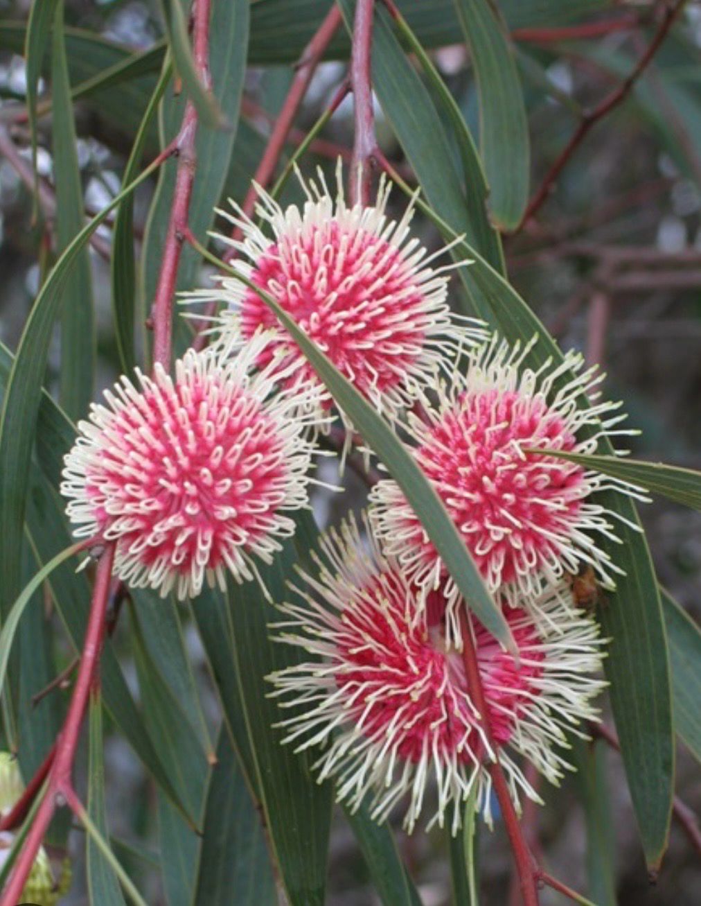 Hakea Laurina