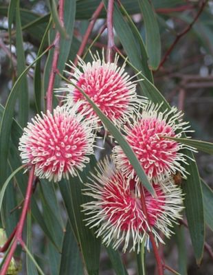 Hakea Laurina