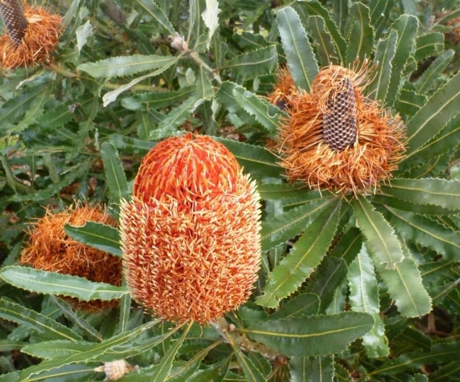 Banksia Menziesii Dwarf Or Firewood Banksia