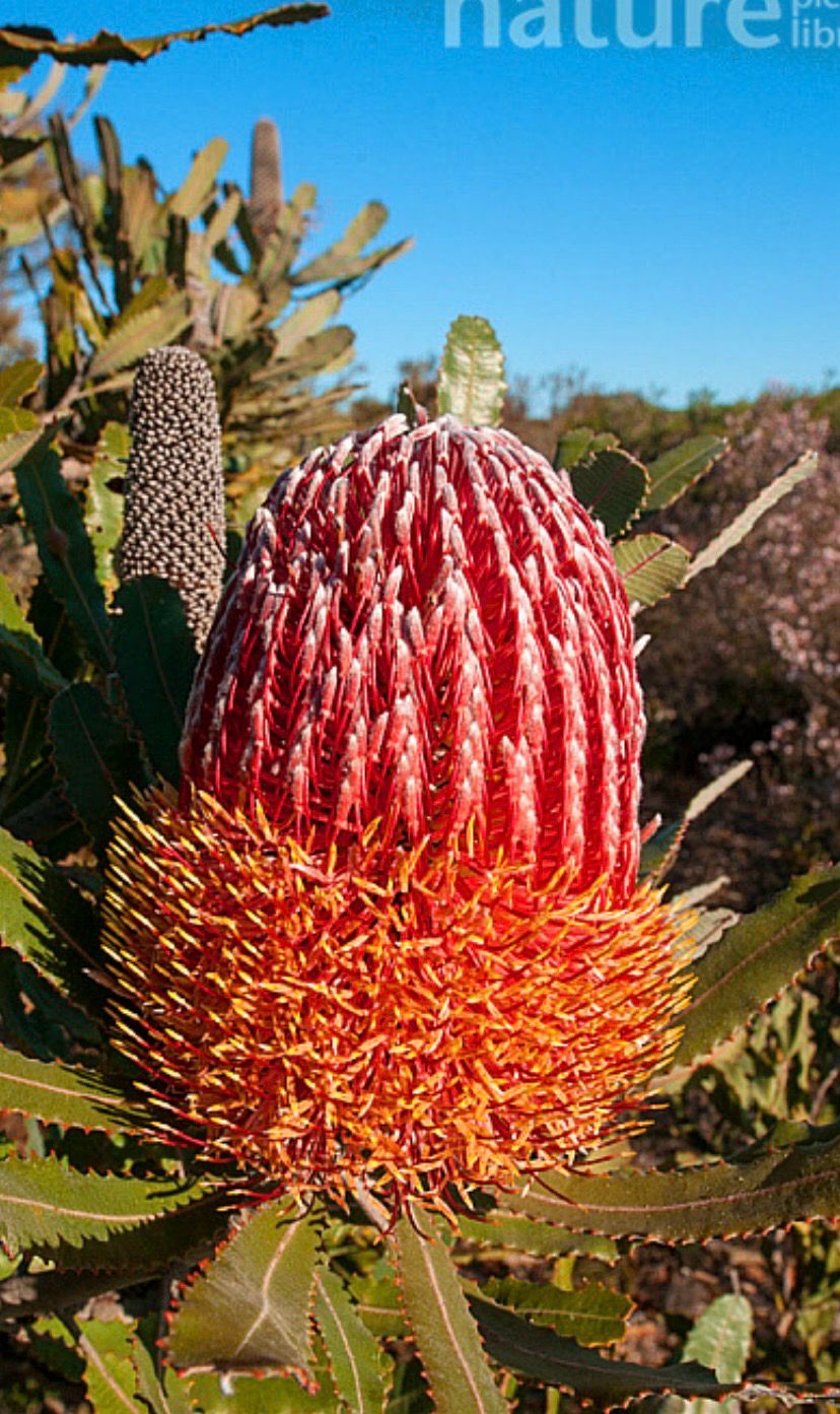 Banksia Menziesii Dwarf Or Firewood Banksia 1.5L Pot