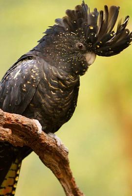 Prionotes Dwarf Banksia Or Acorn Banksia