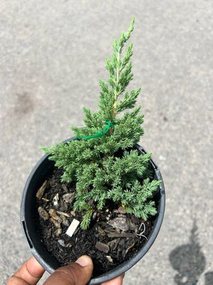 Juniperus Procumbens Nana