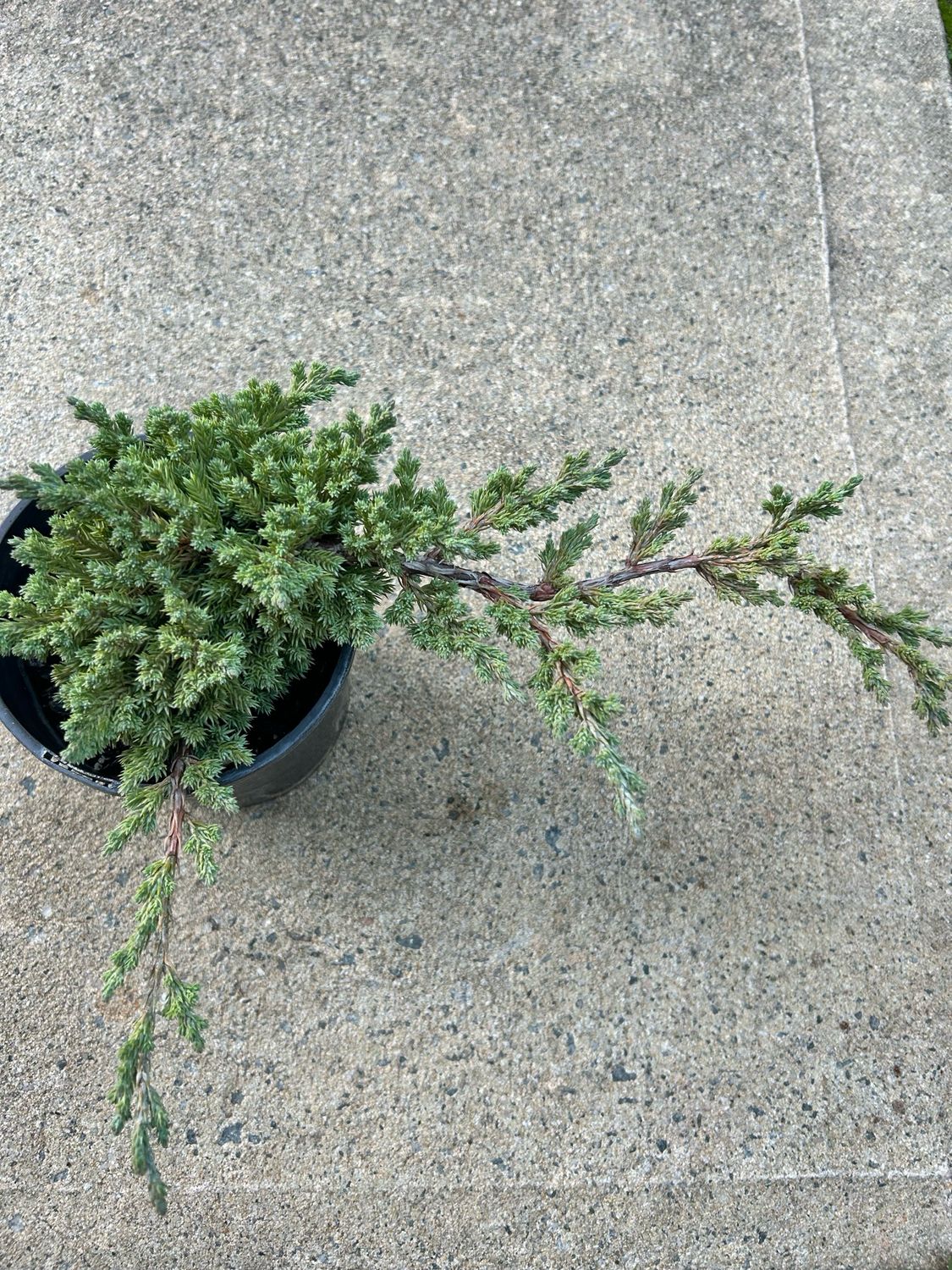 Juniperus Procumbens Nana 1.5 L Pot