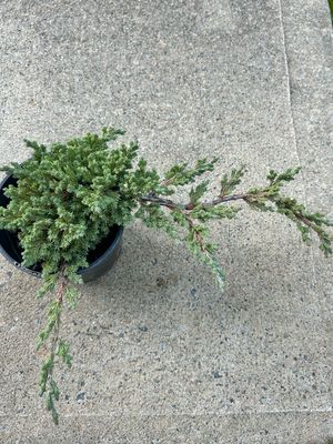 Juniperus Procumbens Nana 1.5 L Pot