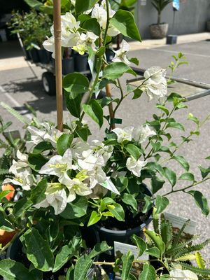 White Bougainvillea