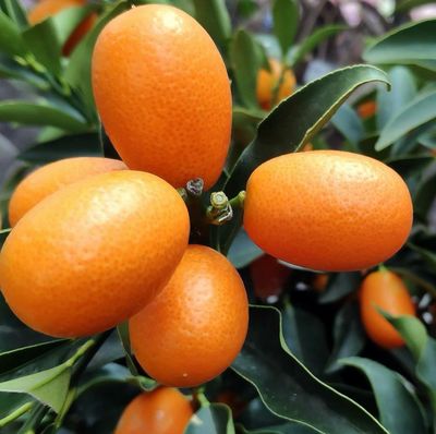 Nagami Cumquat Fruiting Condition
