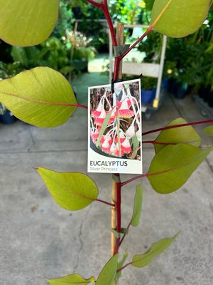 Eucalyptus Silver Princess