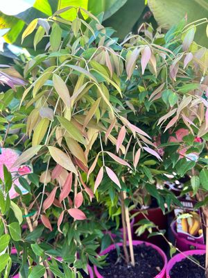 Cascade Lilly Pilly Syzygium australe 4 L Pot