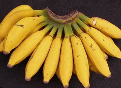 Gold Finger Banana 5L Pot