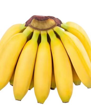 Dwarf Lady Banana 5 L Pot