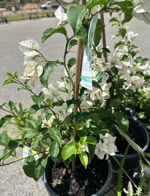 White Bougainvillea