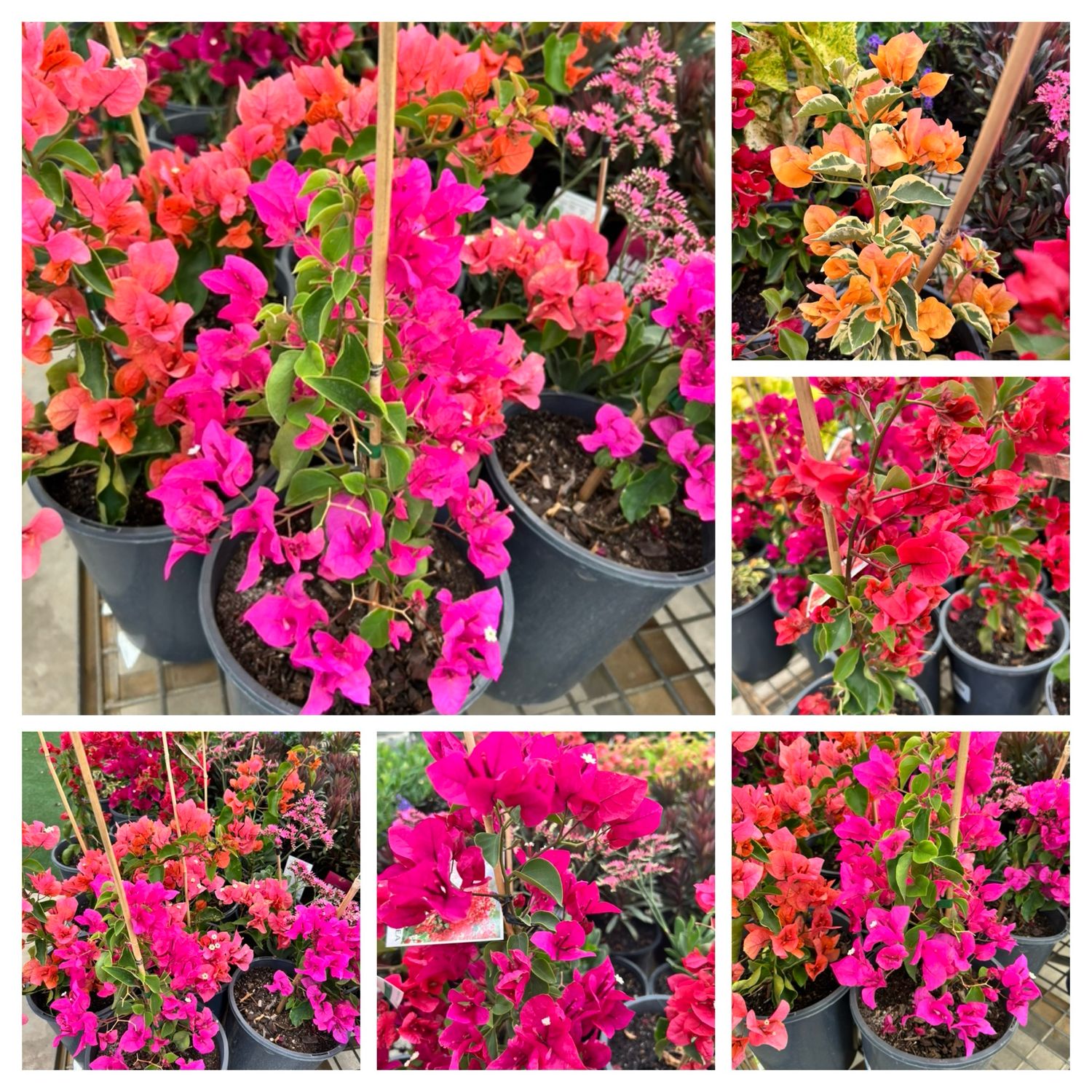 Colourful Bougainvillea