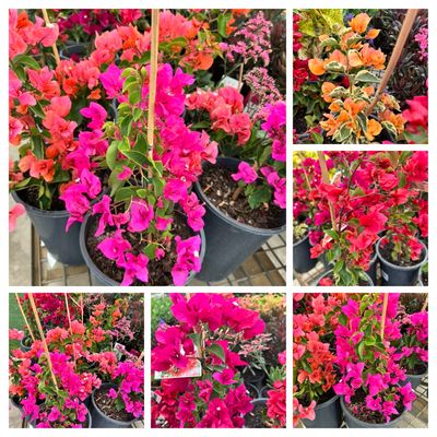 Colourful Bougainvillea