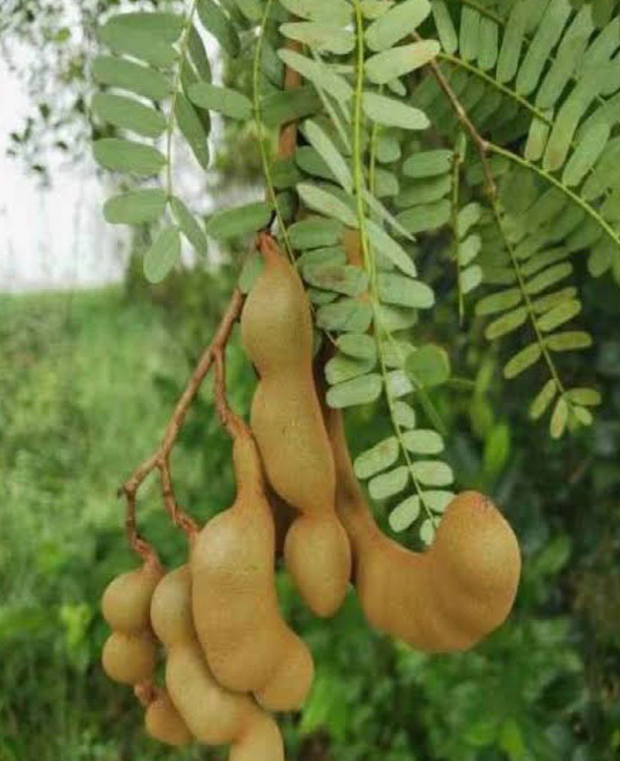 Tamarind