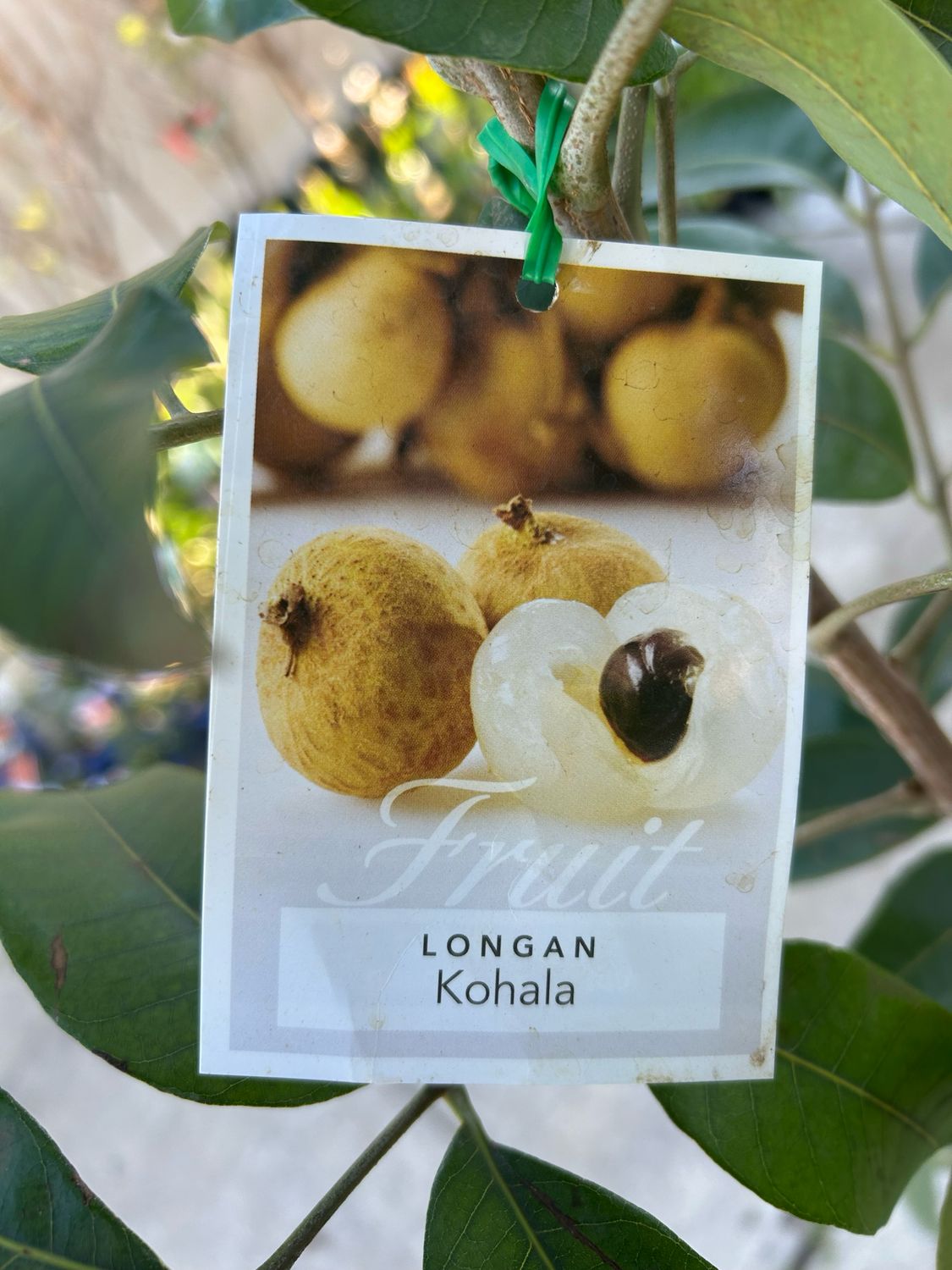 Longan Kohala Advance 12 L Pot