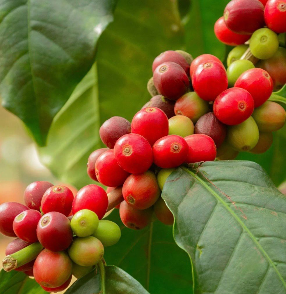 Coffee Arabica 165 mm Pot Size