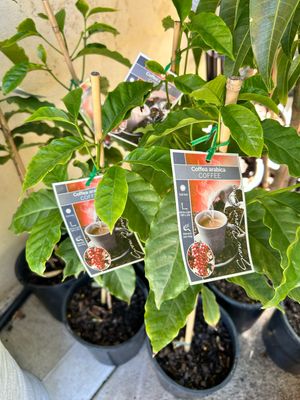 Coffee Arabica 3.5 L Pot
