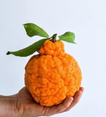 Grafted Depakon Japanese Mandarin 5 L Pot