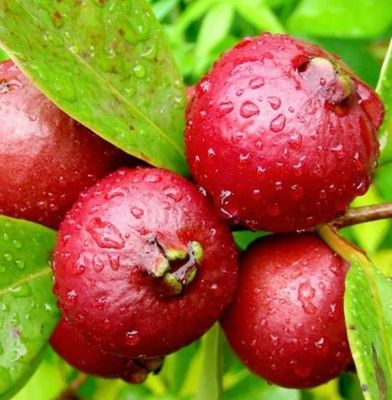 Strawberry Guava Or Cherry Guava