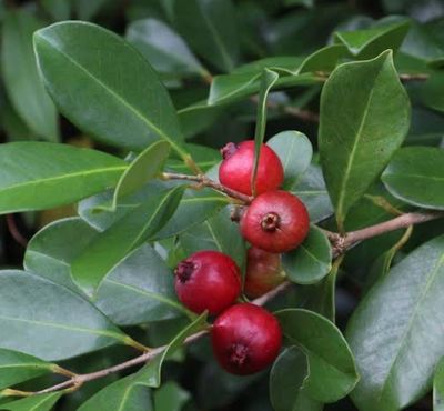 Strawberry Guava Or Cherry Guava 4 L Pot