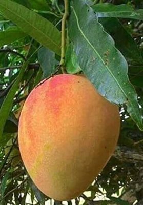 Alphonso Mango