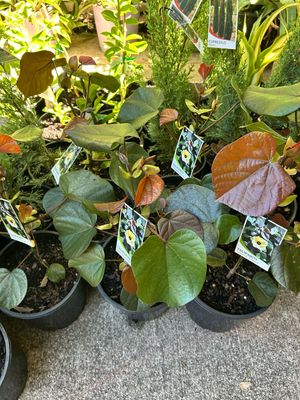 Hibiscus Tiliaceus Cottonwood 4 L Pot