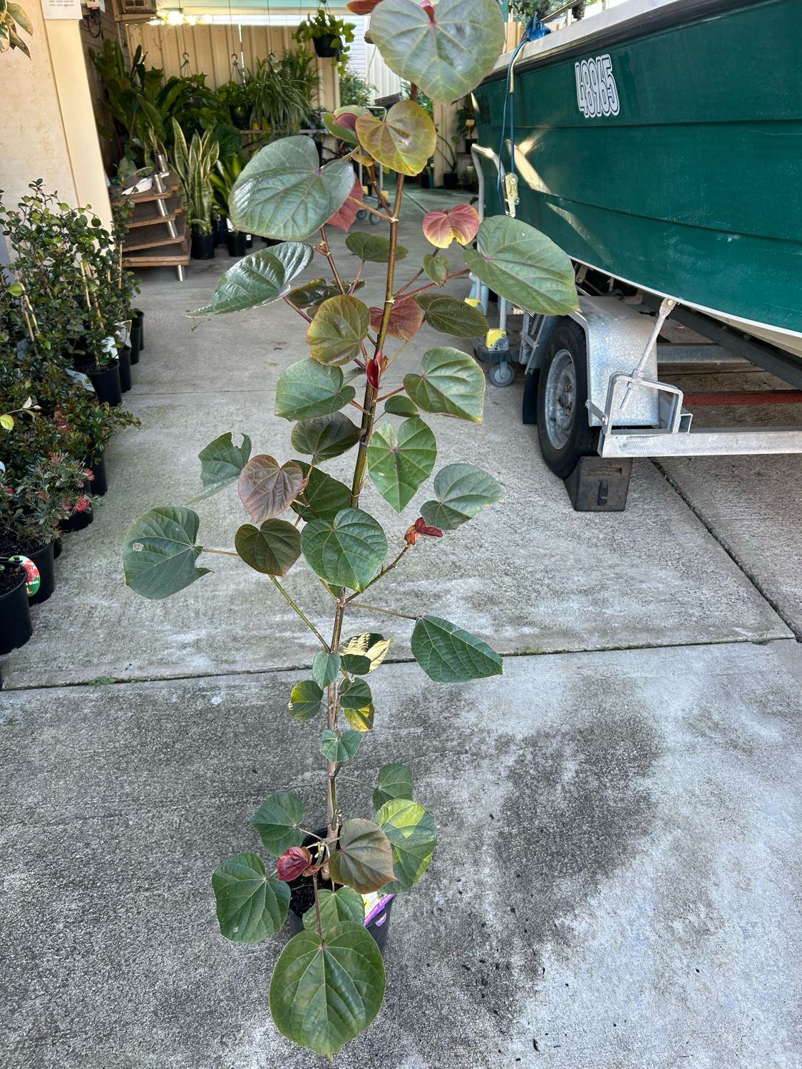 Hibiscus Tiliaceus Cottonwood 5 L Pot