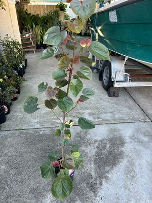 Hibiscus Tiliaceus Cottonwood 5 L Pot