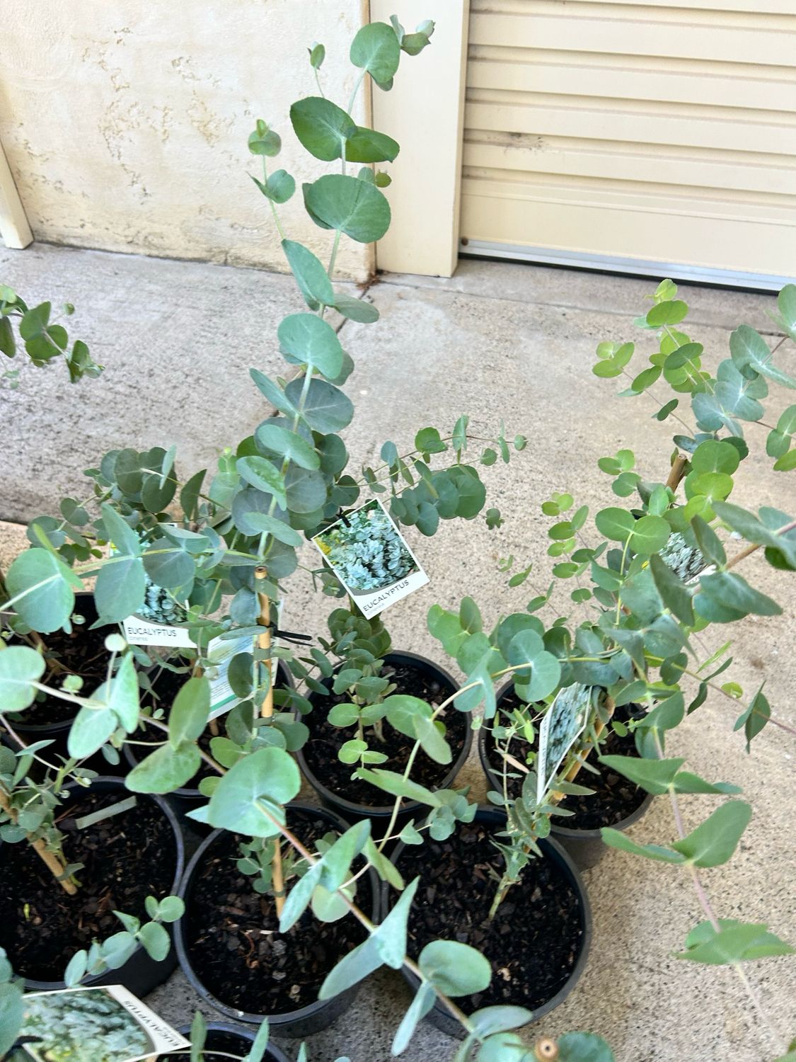 Silver Dollar Tree Or Eucalyptus Argyle Apple Tree