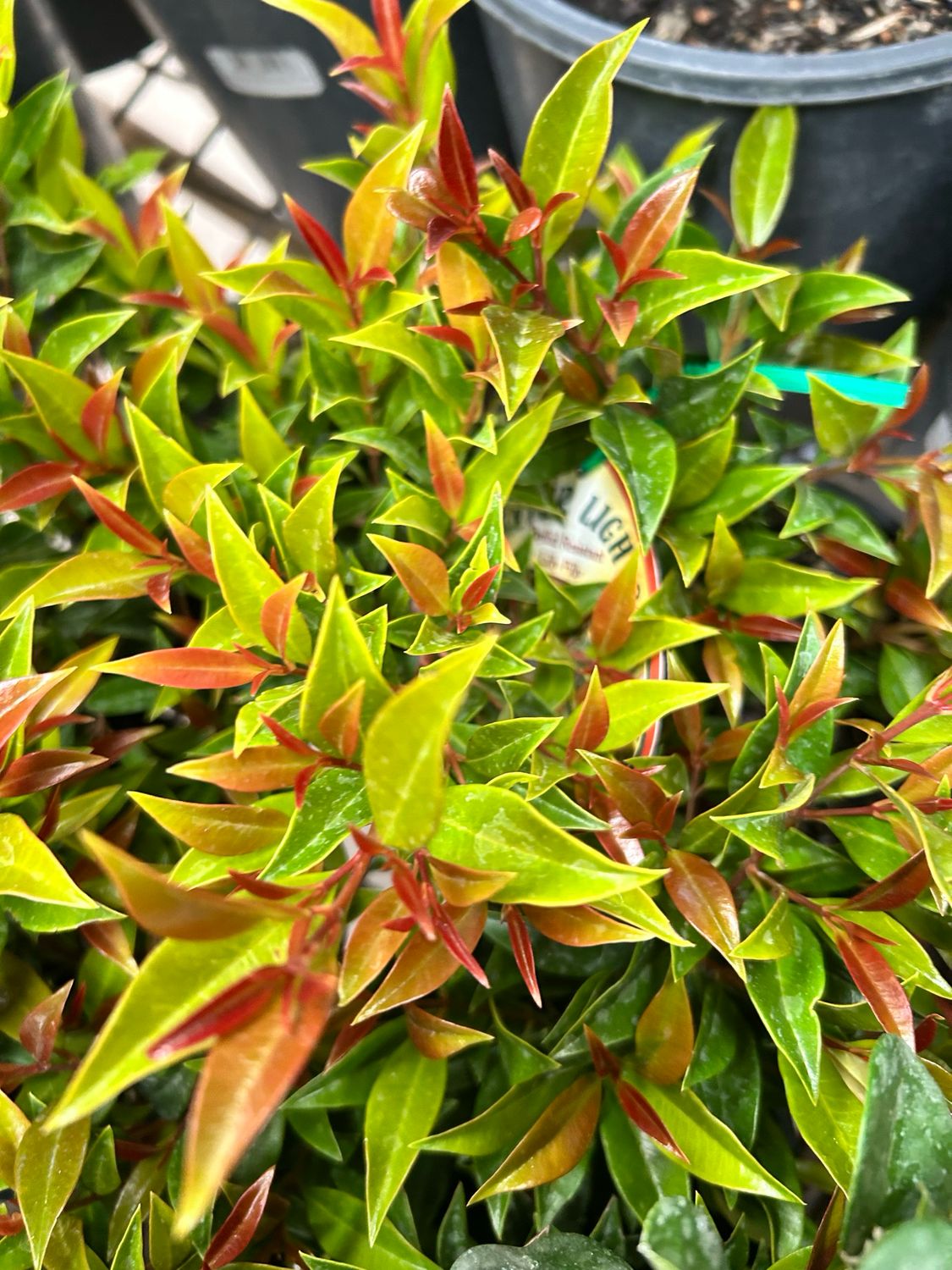 Lilly Pilly Winter Light 140 mm Pot