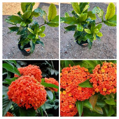 Ixora Orange Princess 1.5 L Pot