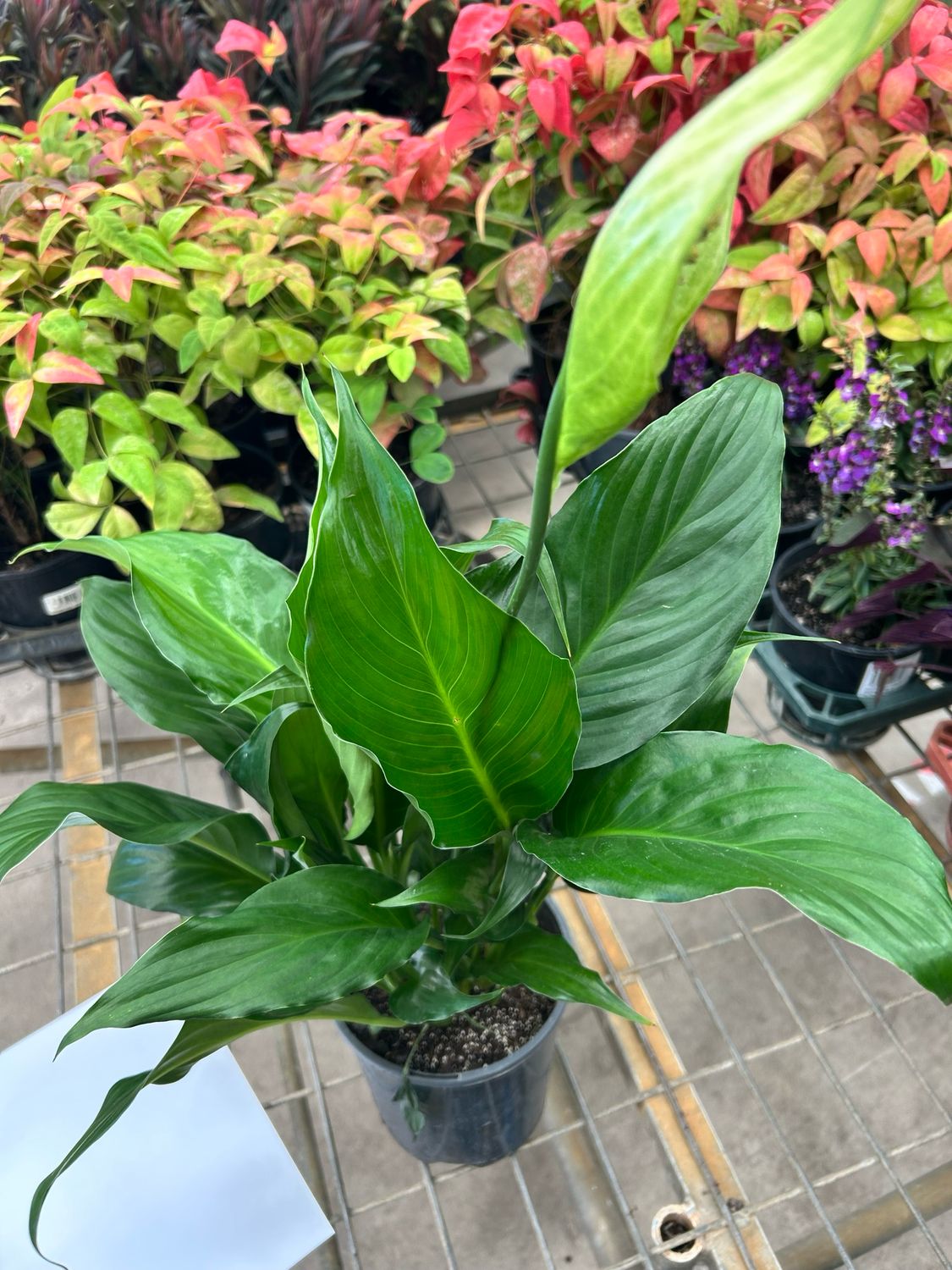 Devil’s Ivy 140 mm Pot Size