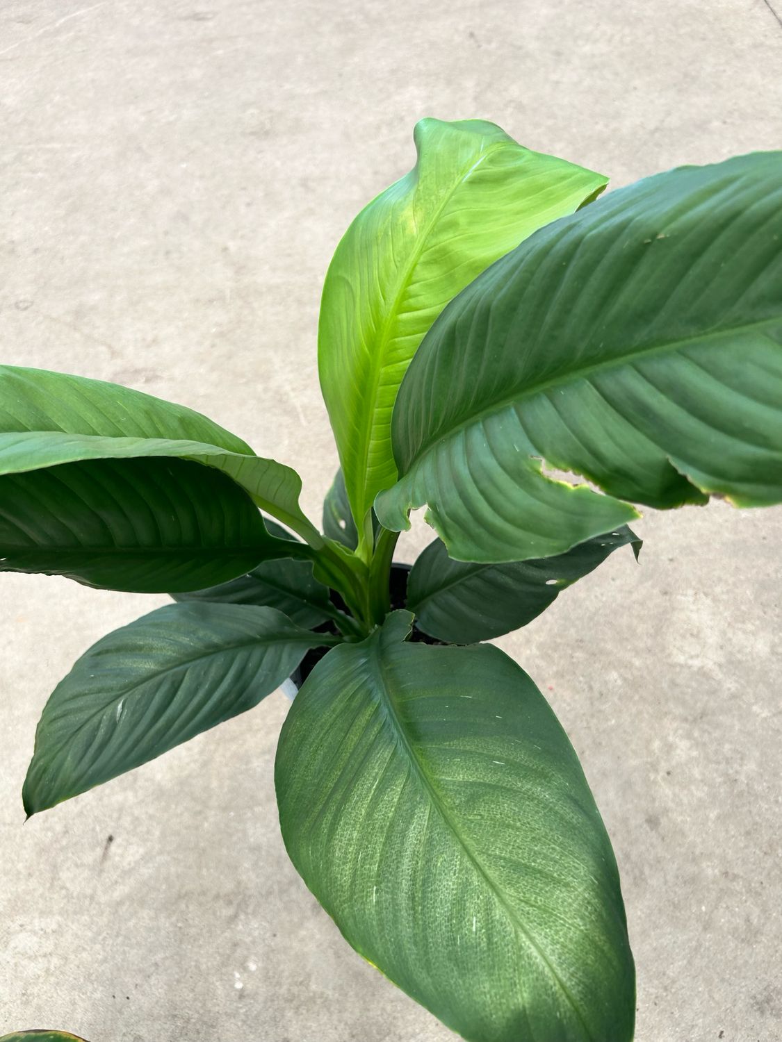 Peace Lilly 180 mm Pot Size