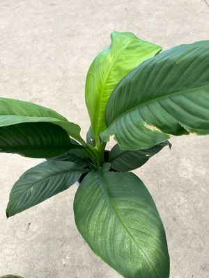 Peace Lilly 180 mm Pot Size