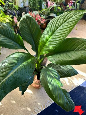 Peace Lilly 4 L Pot