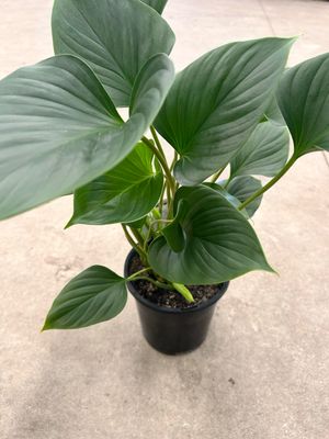 Homalomena 4 L Pot