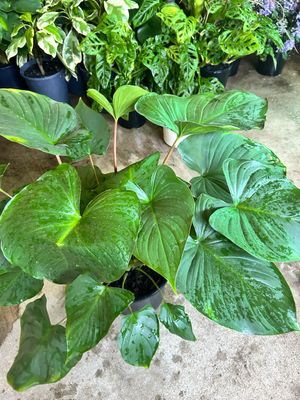 Homalomena 5 L Pot