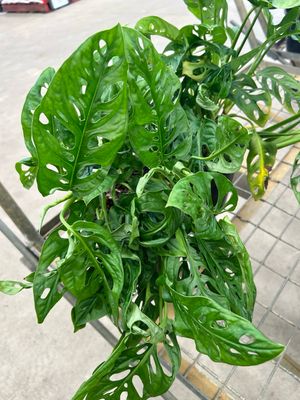 Monkey Mask Monstera 5L Pot