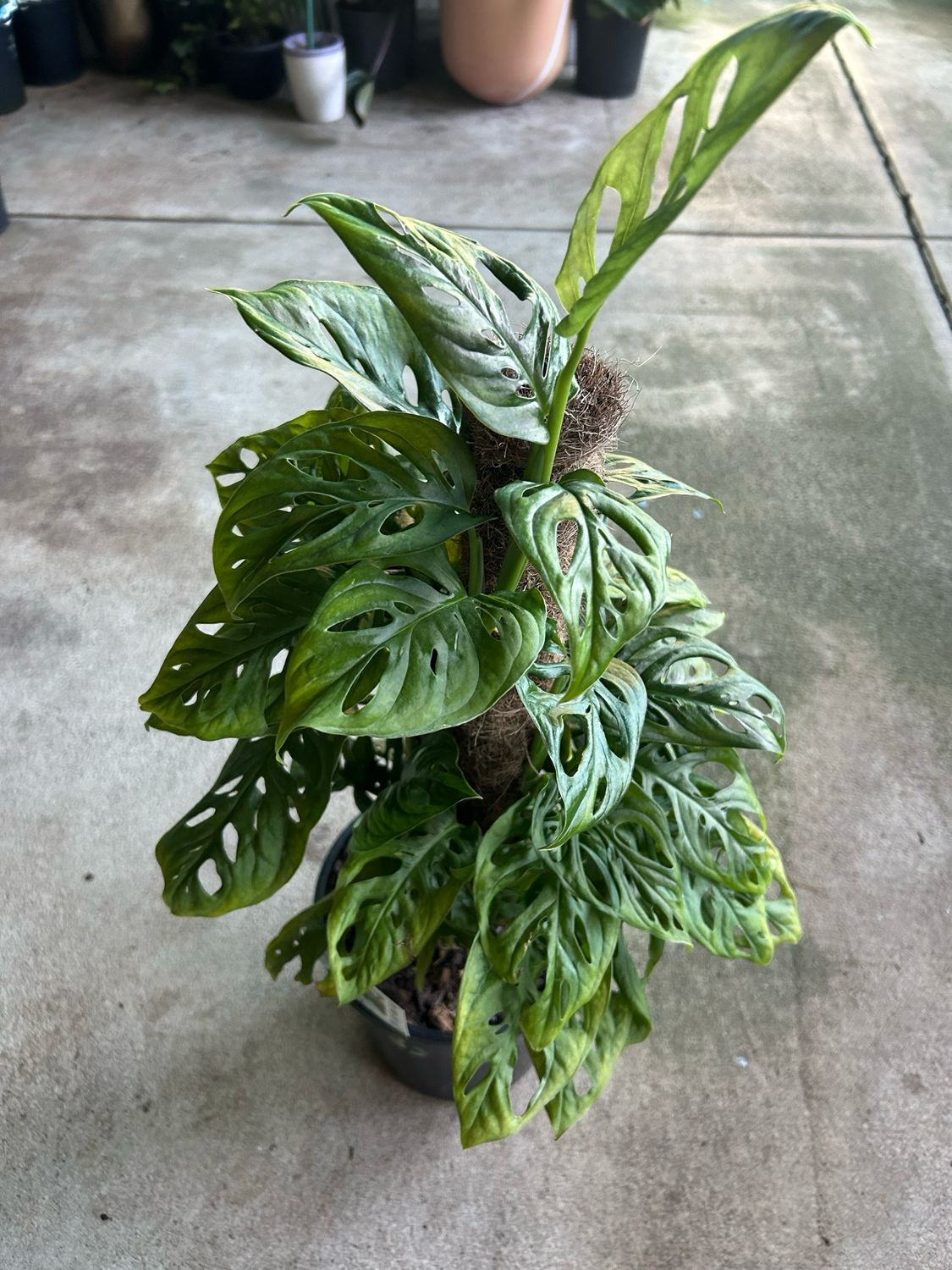 Monkey Mask Monstera Totem 5 L Pot