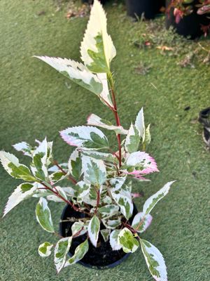 Hibiscus Snow Queen 140 mm