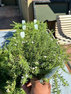 Myoporum Parvifolium 1.5 L Pot