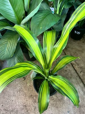 Dracaena Happy Plant Marley 180 mm Pot