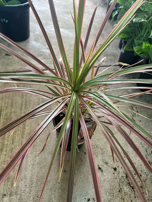 Dracaena Colourama 180mm Pot